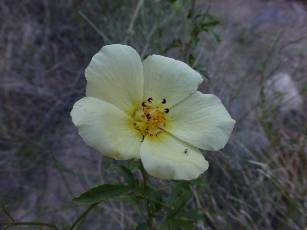 waravaipa-2013-day2-18  flower.jpg (155765 bytes)